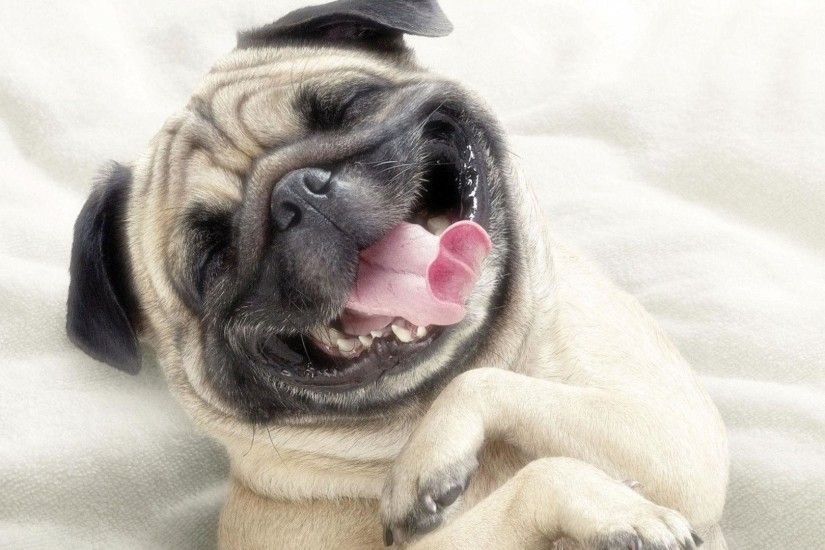 Download Pug Dog For Iphone Funny And Cute Black Pet Cat Wallpaper .