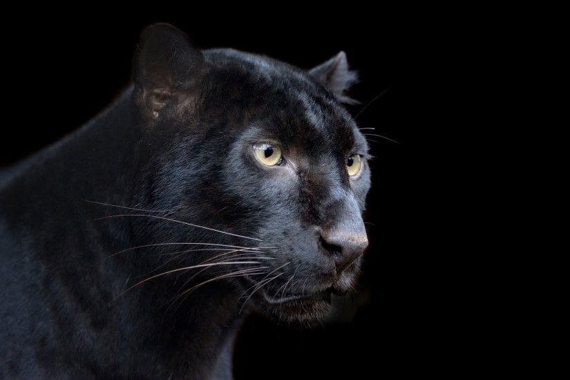 panther black leopard predator black background