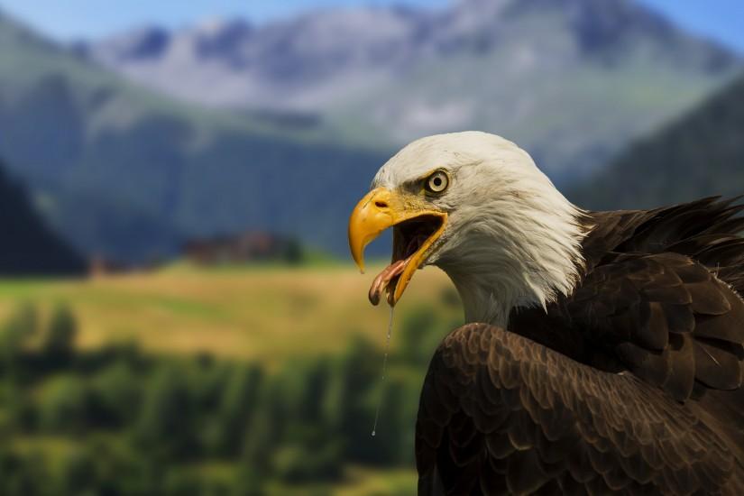 Bald Eagle – 4K Wallpaper :: Full (1080p) & Ultra .