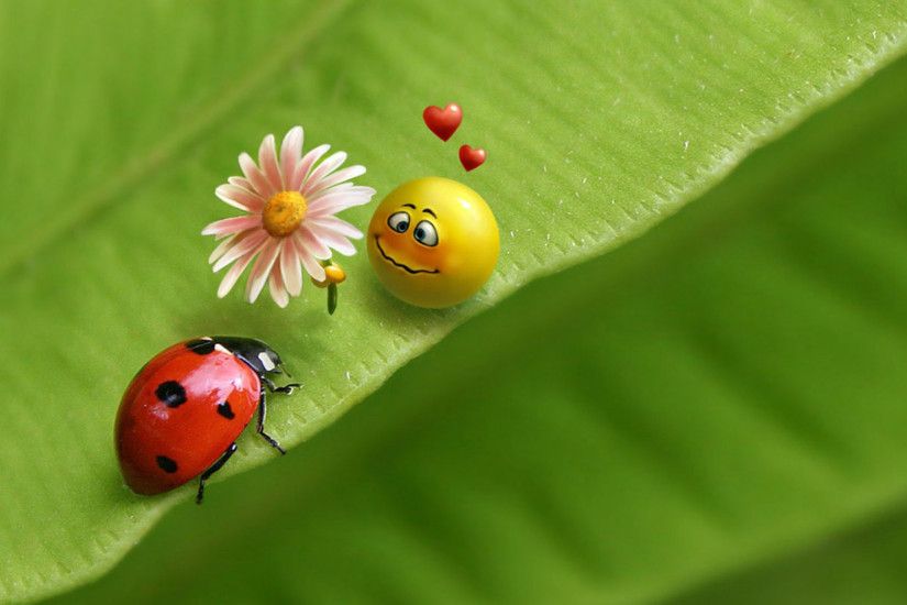 Ladybug and smiley face HD wallpaper