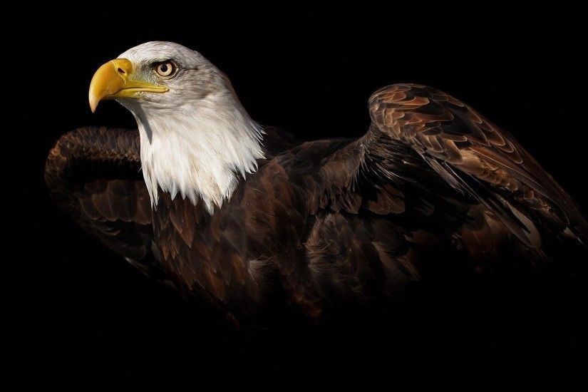 Bald Eagle Flying Over Mountains HD desktop wallpaper : High Eagle Images