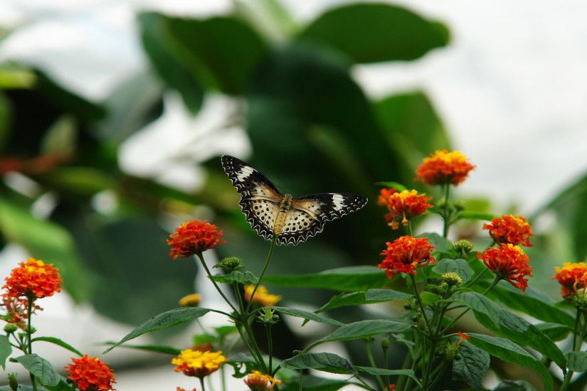 BUTTERFLY WALLPAPER | | Butterfly beautiful hd wallpaper
