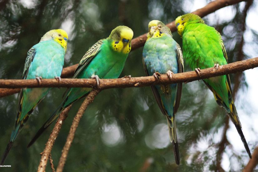 Budgies images Flock Of Budgie HD wallpaper and background photos