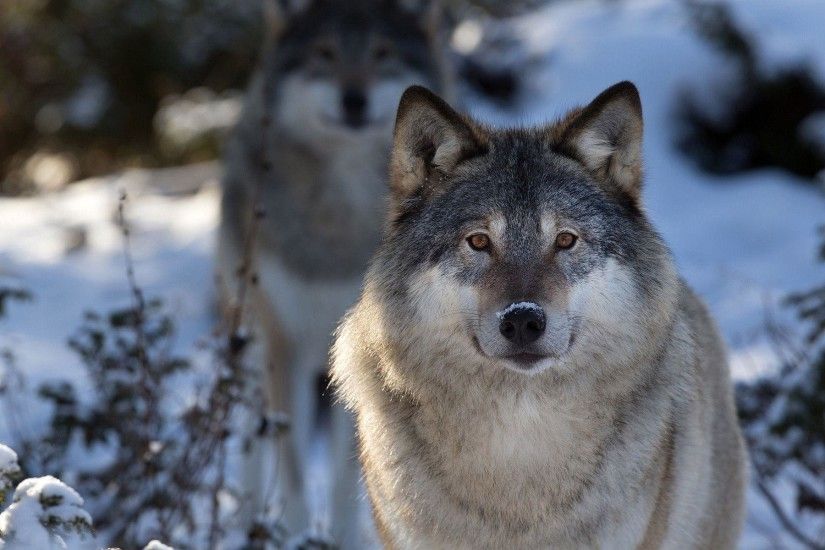 Gray Wolf Wallpaper | Gray Wolf Images Free | Cool Wallpapers