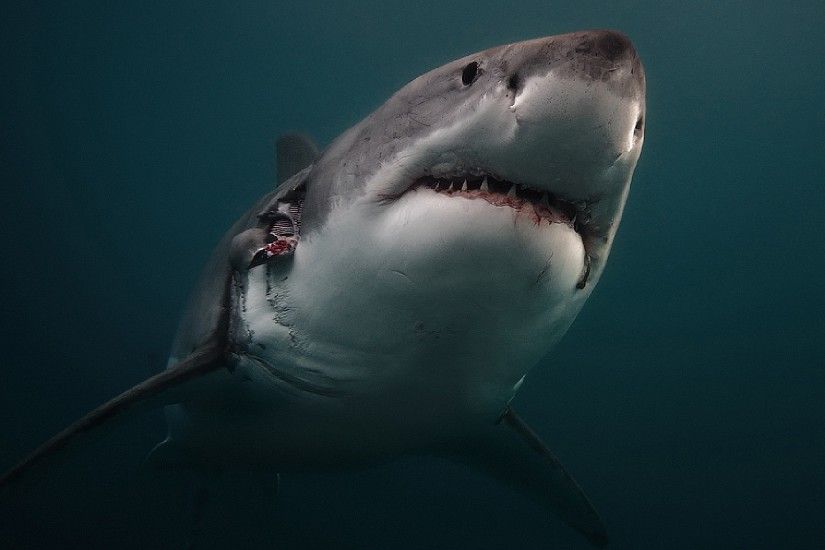 3840x2160 Wallpaper shark, predator, underwater