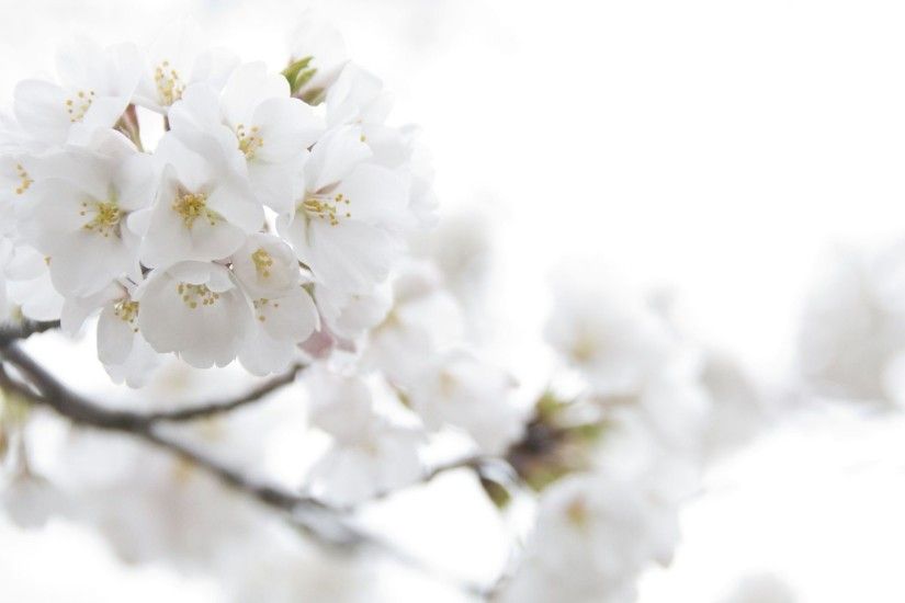 Wallpapers Of The Day: White Flowers Wallpapers | 1920x1080 px White Flowers  Wallpapers