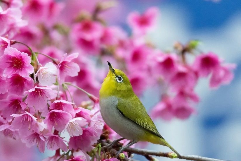 Preview wallpaper spring, cherry, branch, flowers, beauty, japanese  white-eye