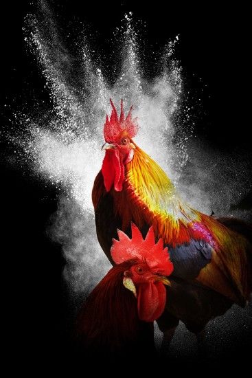 silhouette bird flower animal red color cock art illustration photoshop  collage feathered black background the effect