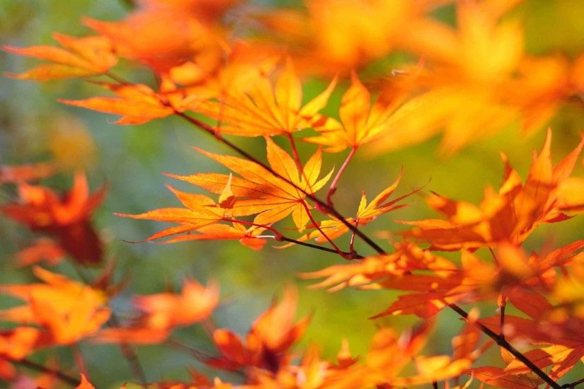 Leaves Fall Tree Forest Autumn Leaf Landscape Nature Desktop Wallpaper Free