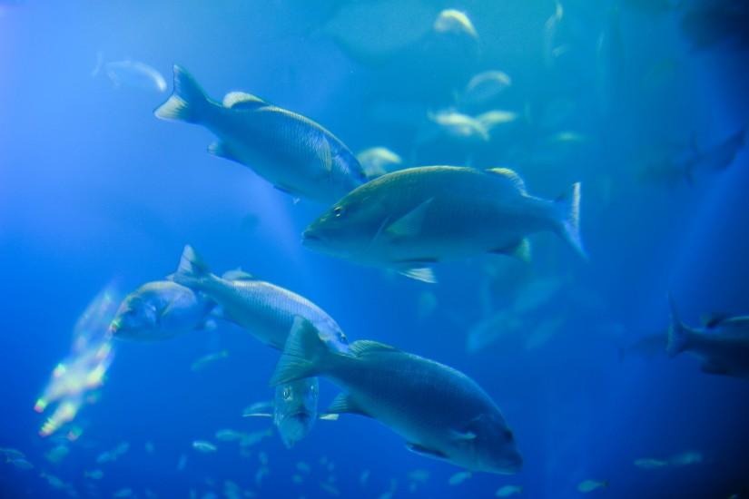 Shoal of fish swimming through cyan tinted water in an aquarium