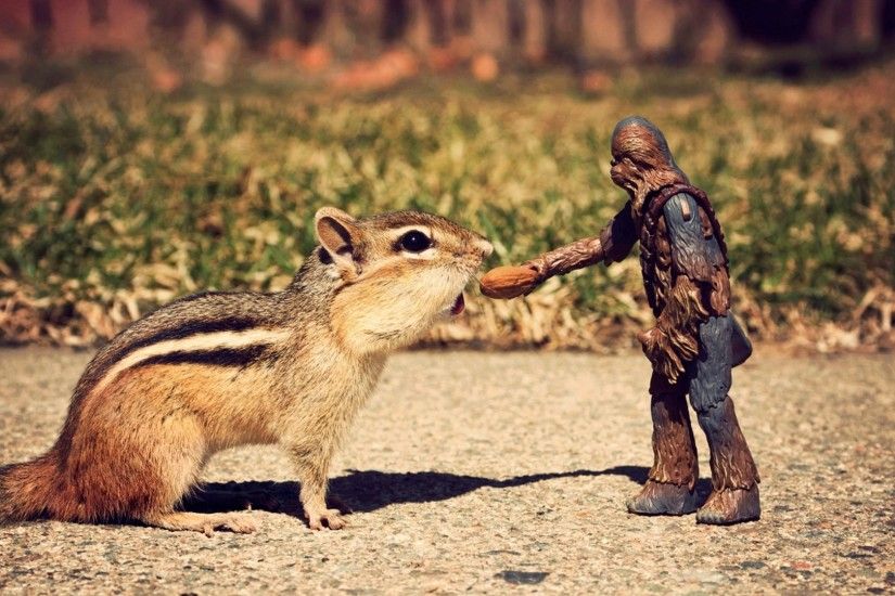 Humor - Other Wookie Star Wars Squirrel Nut Chewbacca Wallpaper