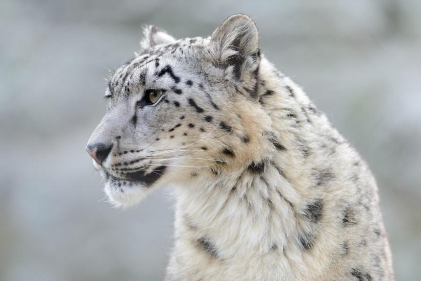Snow leopard wild cat muzzle g wallpaper | 2560x1600 | 148836 | WallpaperUP