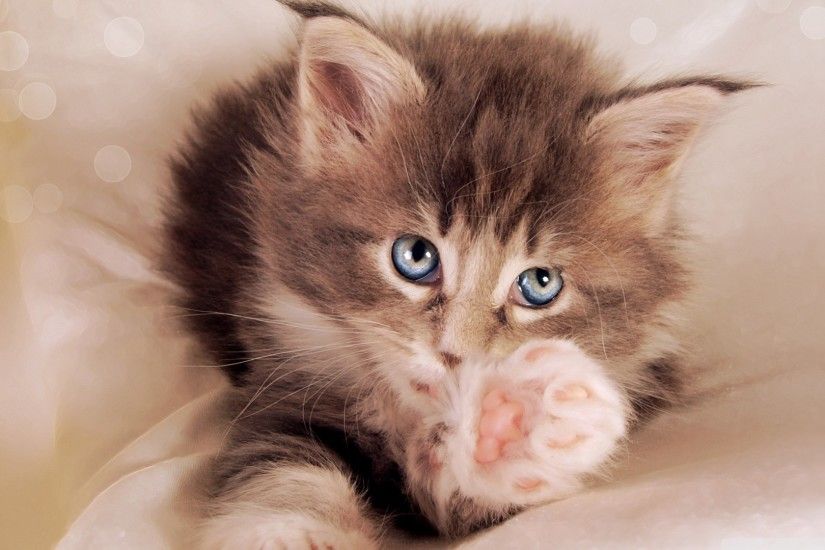 5 Free Kitten Wallpapers - Sardis Animal HospitalSardis Animal Hospital