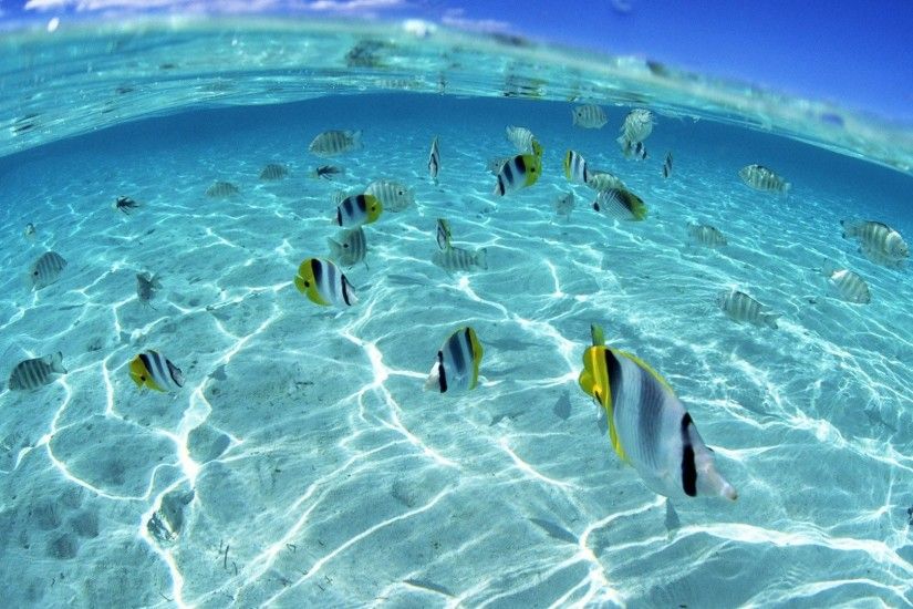 Underwater Fish Wallpaper Photos