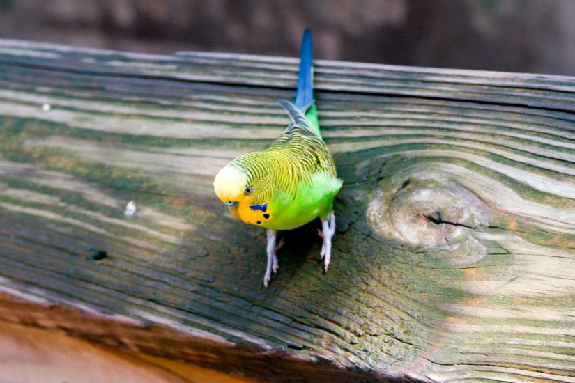 budgie parrot most popular world pet bird