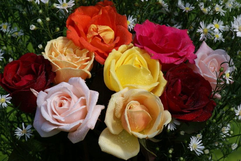 Beautiful roses in mixed colors. Wallpaper