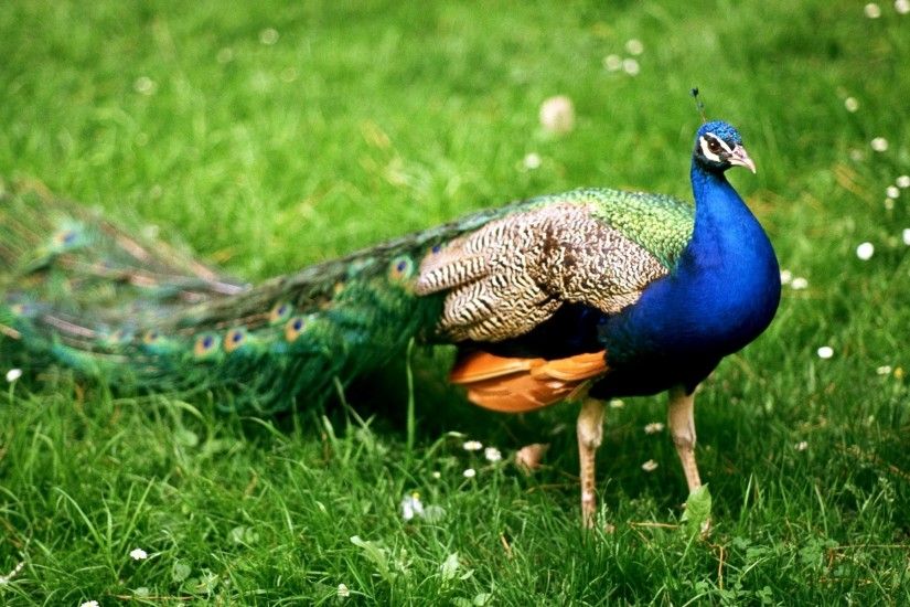 Find out: Peacock on Grassland wallpaper on http://hdpicorner.com/