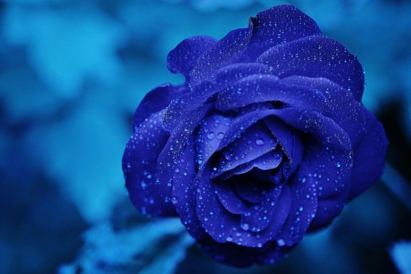 Full HD 1080p Blue Rose Wallpapers