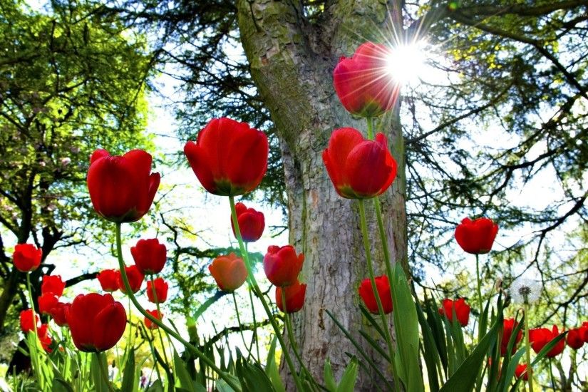 Sun shining on the red tulips wallpaper