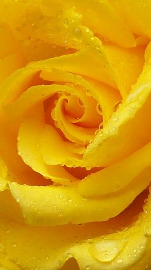 1080x1920 Wallpaper rose, yellow rose, petals, drops, macro