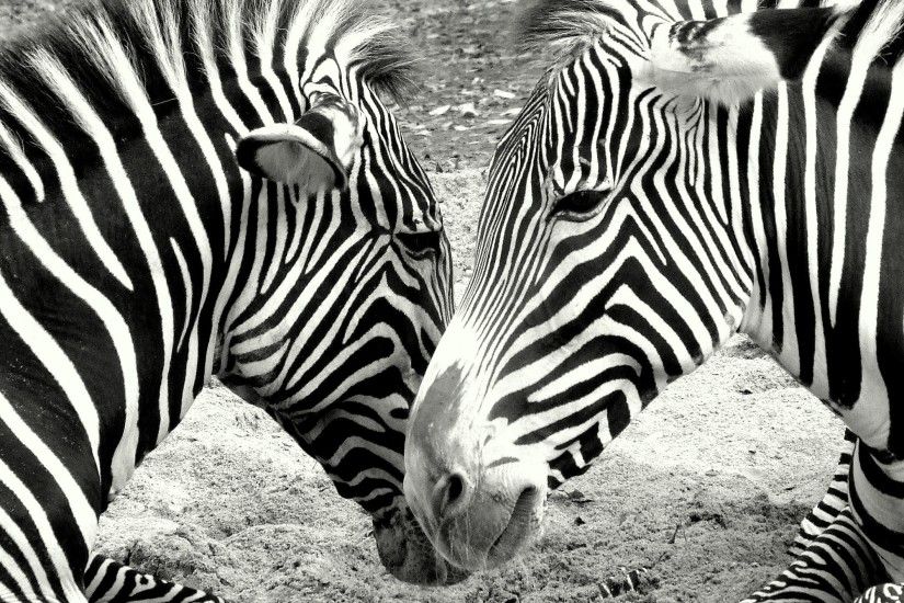 Zebras, Zoo, Black And White, animals in the wild, zebra