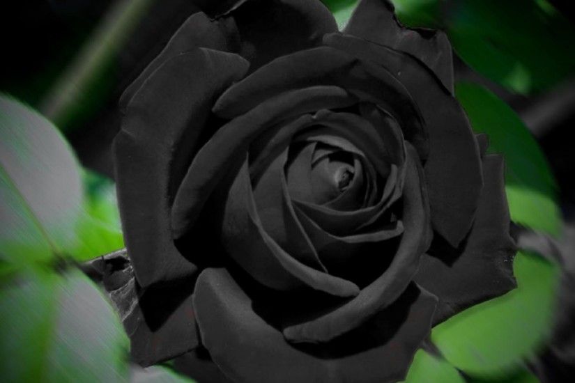 Wallpaper: Black Rose