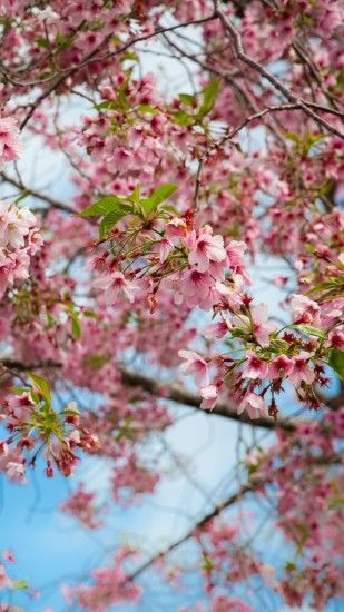 Cherry blossoms Wallpaper