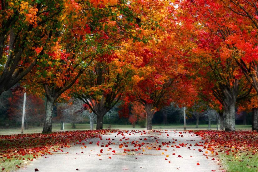 Fall Trees Autumn Colors 3840x2160 wallpaper
