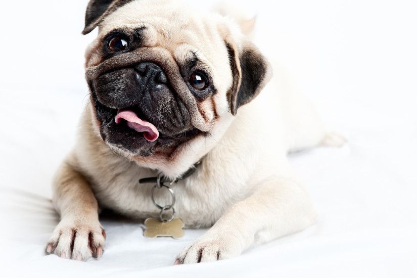 Pug-Wallpapers-HD-Free-Download