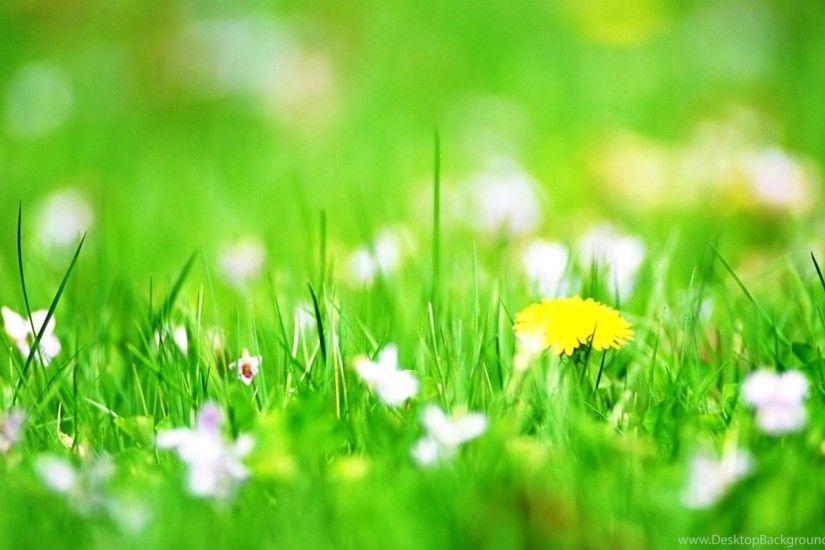 Desktop Backgrounds Flowers Spring Flowers Photos Of Beautify Your .