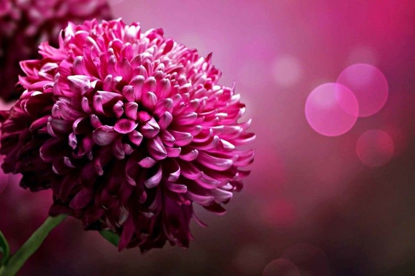 Flowers Up Close Red Bloom Nature Wallpapers HD Widescreen