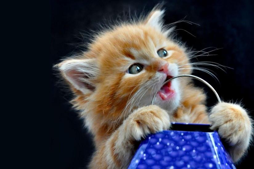 Cute Kittens Wallpapers | HD Wallpapers