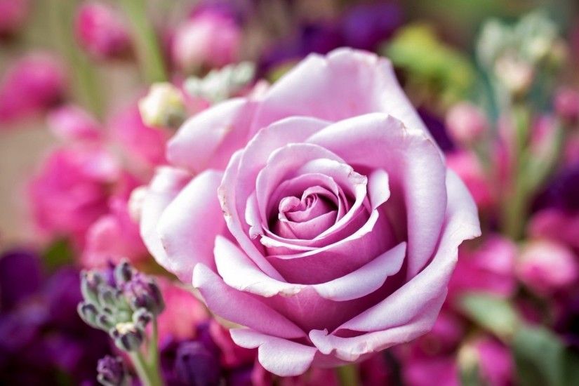 #CC6699 Color - Fragrance Pretty Scent Rose Park Garden Beautiful Lovely  Nature Pink Flower Nice