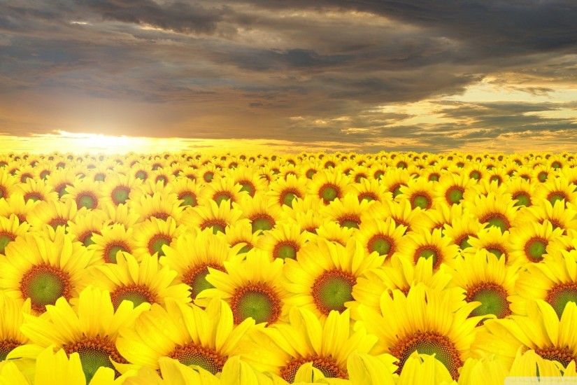sunflower 1080p windows