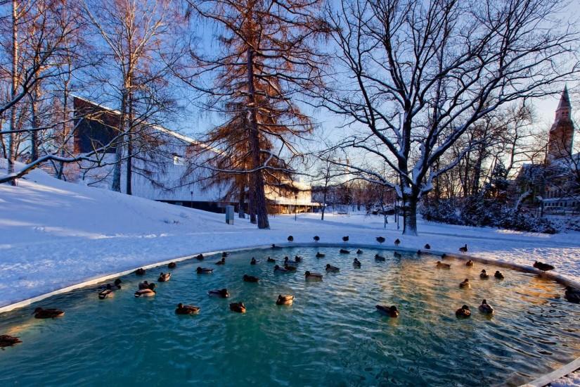 Ducks In A City Park Pond In Winter HD Desktop Background