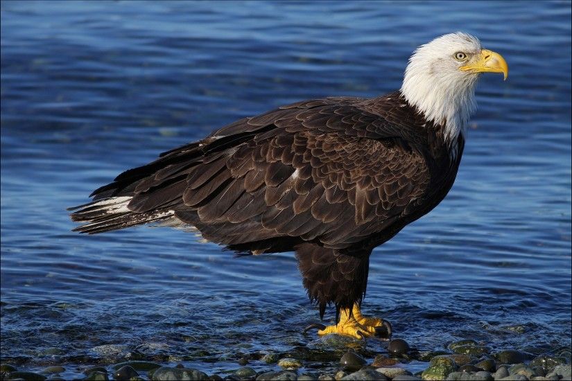 Somers Chester - Cool bald eagle wallpaper - 2048x1366 px