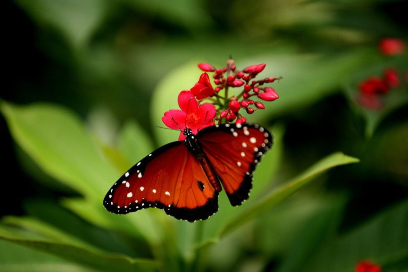 Attractive Butterfly wallpaper with red rose colors