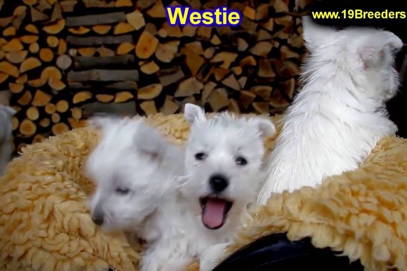 West Highland White Terrier, Westie, Puppies, Dogs, For Sale, In Charlotte,  North Carolina, NC, Cary