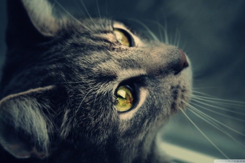 Best 20+ Funny cat wallpaper ideas on Pinterest | Cat wallpaper, Cute kitty  cats and Best flower wallpaper