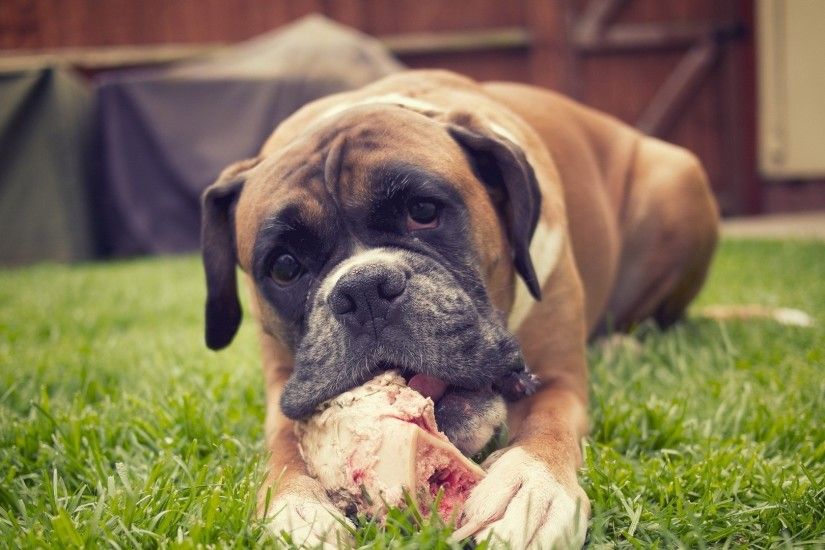 1920x1080 Wallpaper dog, boxer, grass, meat, food