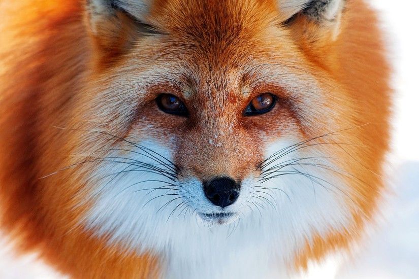 Preview wallpaper snow, winter, fox, red, nose 3840x2160