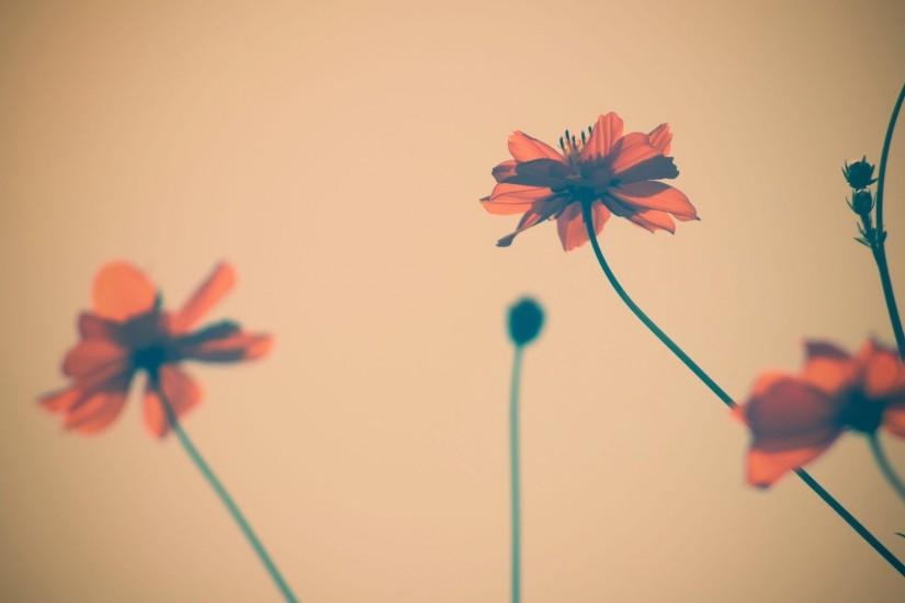 Beautiful Flowers 1080p Flowers HD Wallpaper