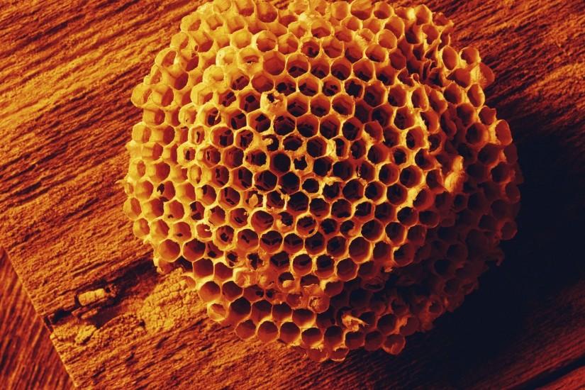 Nature wood macro honeycomb wallpaper | 1920x1200 | 292079 | WallpaperUP