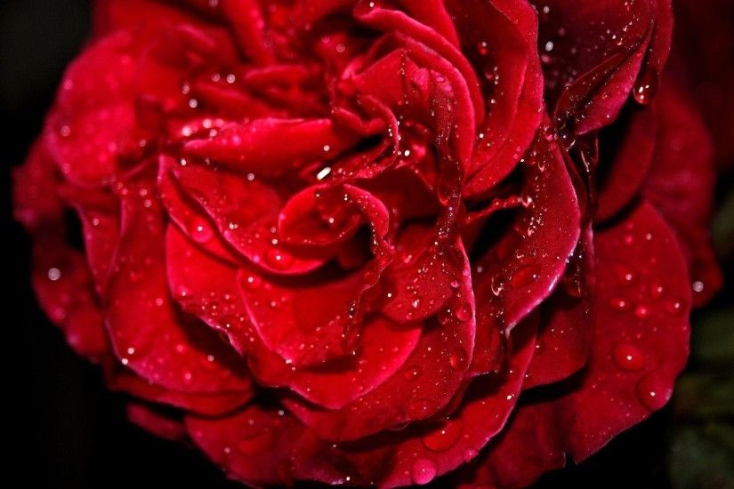 Fresh Red Rose Wallpapers | HD Wallpapers