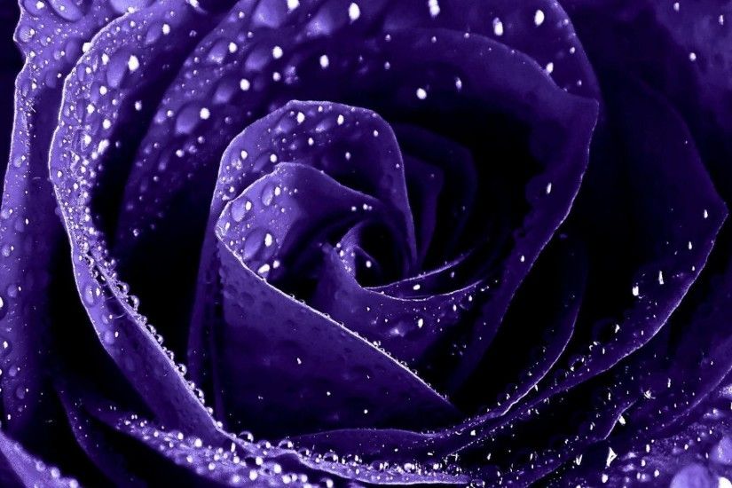 Purple Rose Background