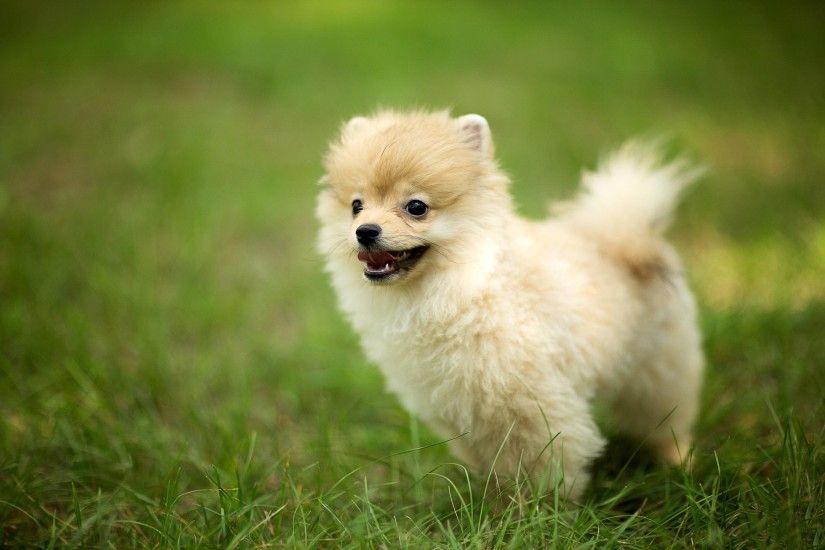 25 best ideas about Pomeranian Mix on Pinterest | Blue pomeranian .