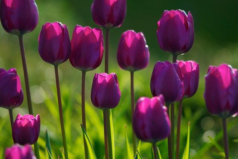 3D Spring Purple Tulips Nature Wallpapers For Desktop HD Purple tulips - my  favorite!
