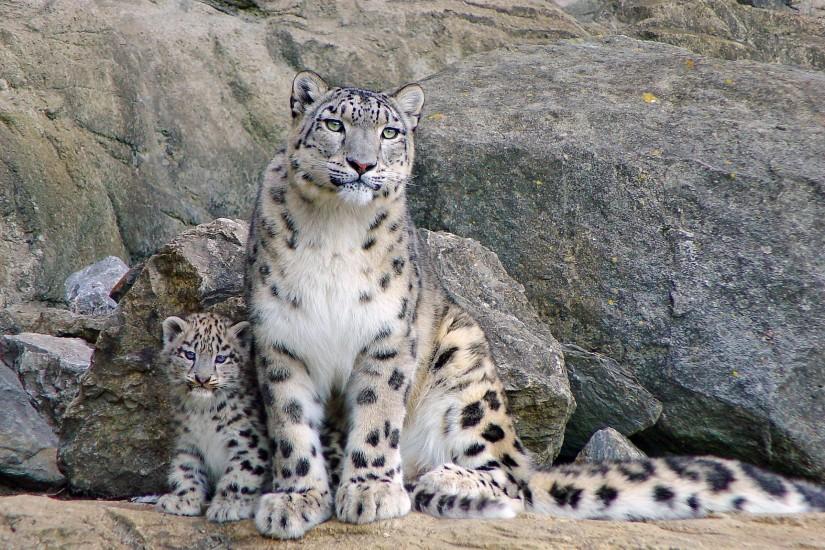 Snow Leopard Android HD Wallpapers