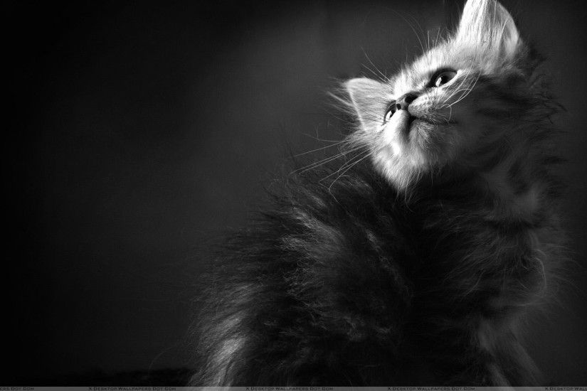 You are viewing wallpaper titled "Black N White Cat ...