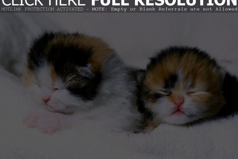 cute newborn kitten wallpaper